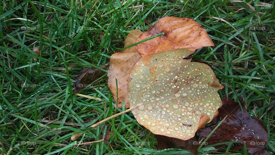Wet Leaves