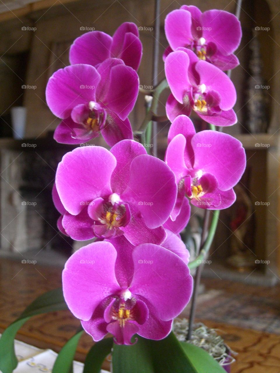 Orquídea Phalaenopsis