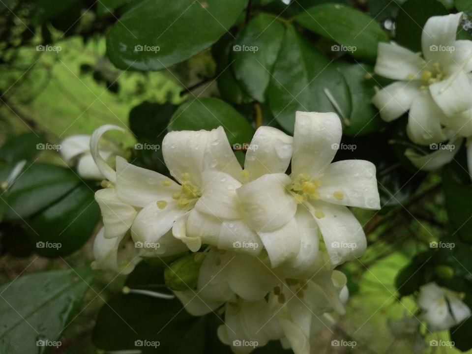 Raat Rani flower