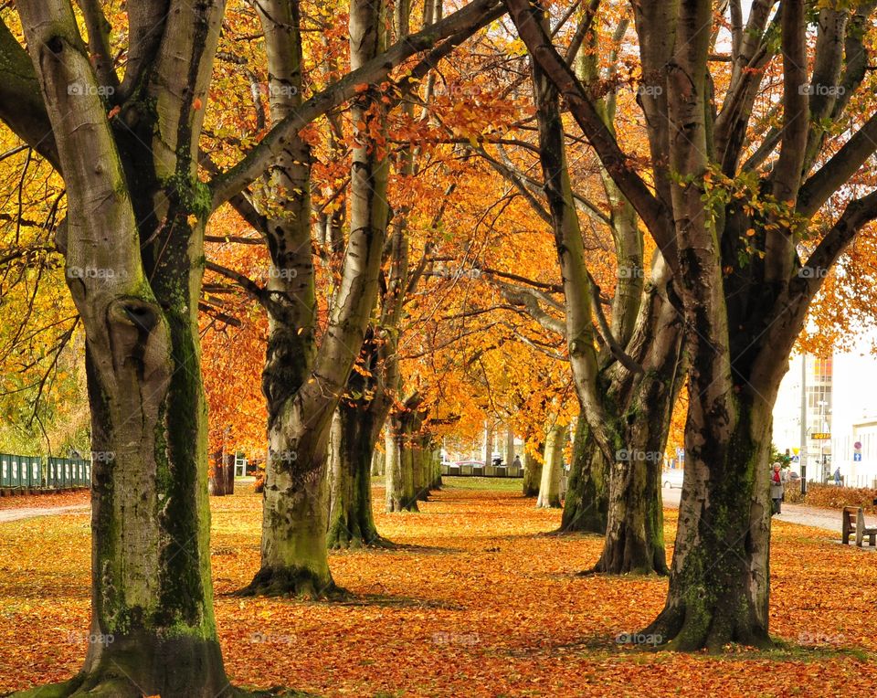 Fall, Leaf, Tree, Park, Wood