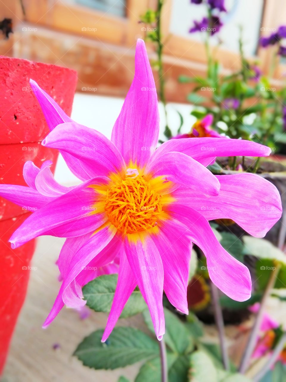 Beautiful Flowers 💕 👉It's click by Mr Satya Anand👈