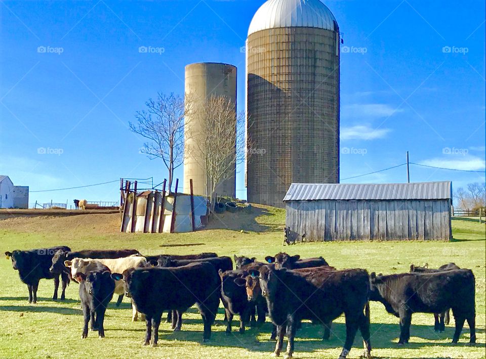 Cows & Silos