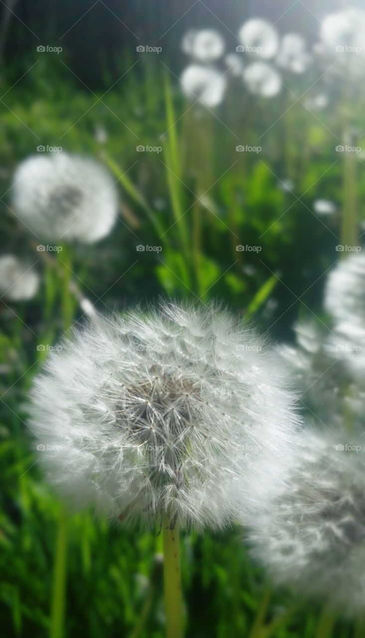 Dandelion seeds and wishes.
