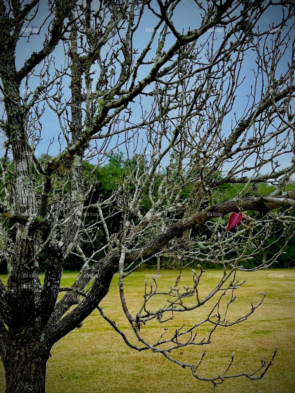 Winter wins. The Bradford pear tree has only one red leaf left on a gloomy winter day 