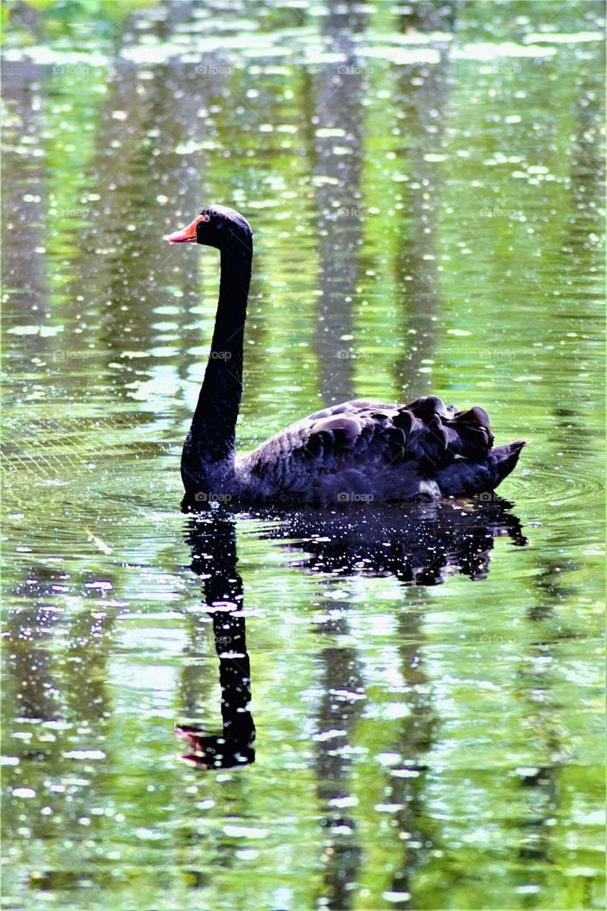 black swan with red beak floating in a pind with reflections of the green environment and the swan in the water