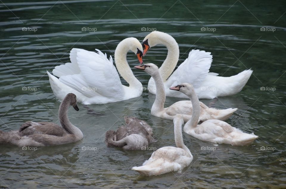 Swan, Bird, Lake, Waterfowl, Duck