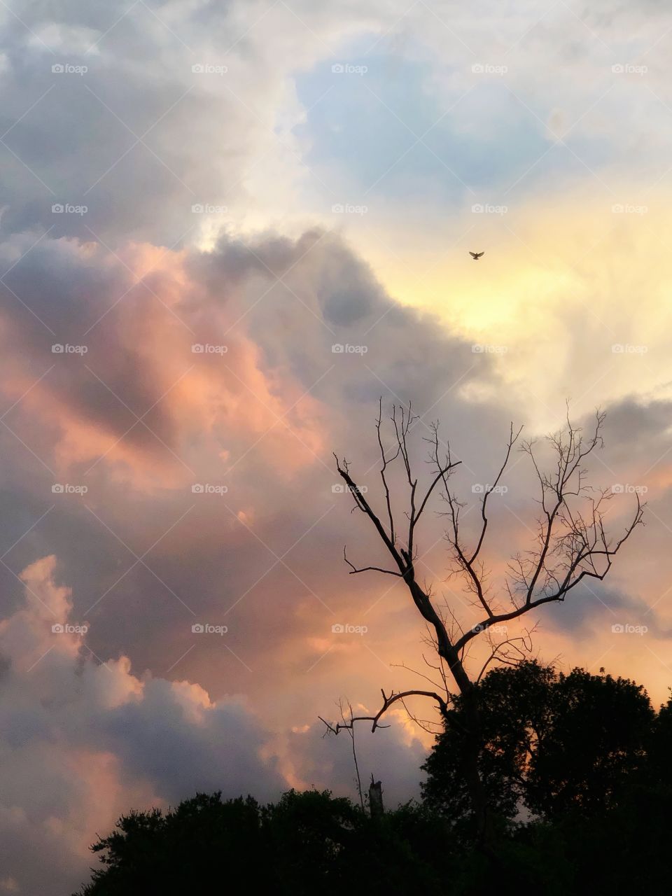 Sunset clouds with tree and bird