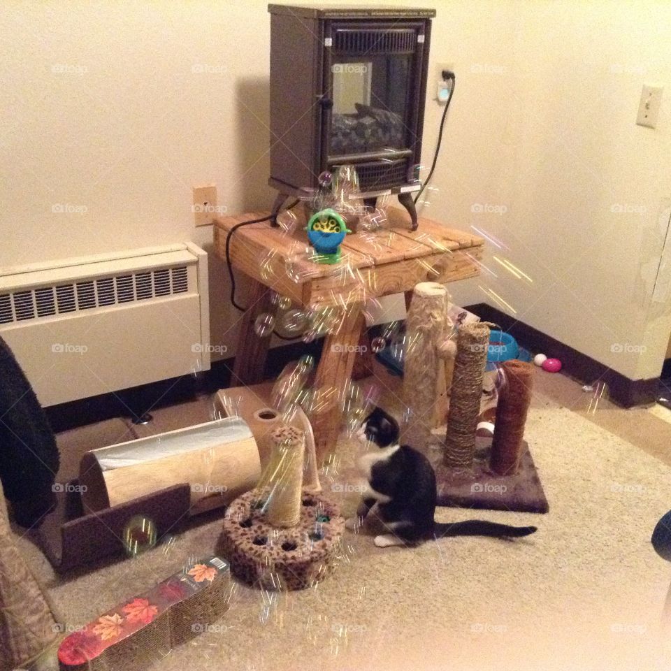 Cat playing with bubbles 