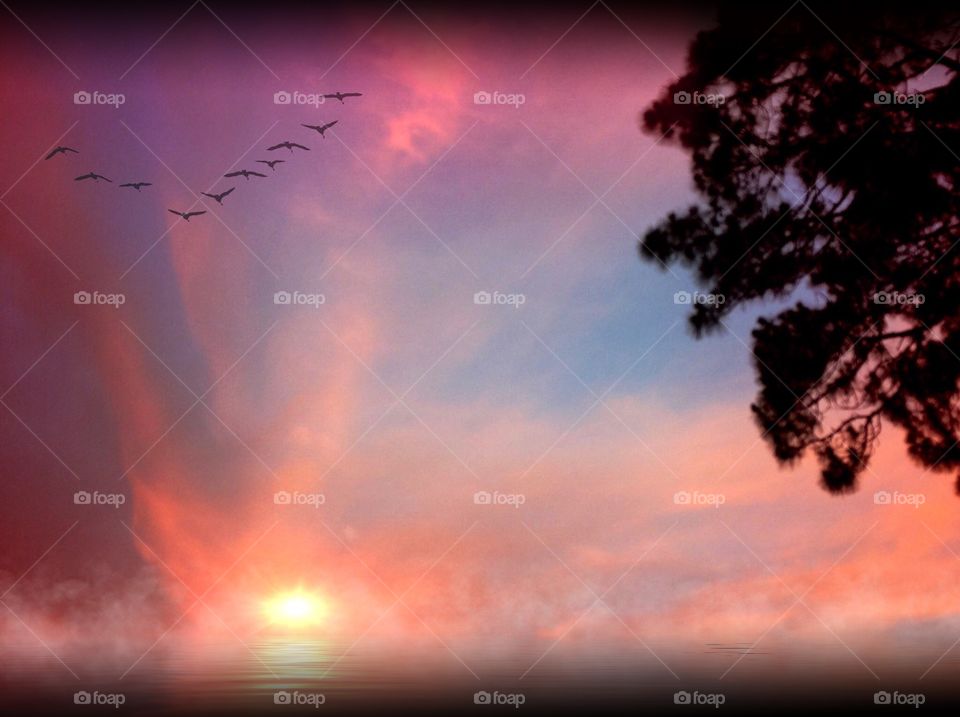 Birds in a misty sunset. Birds in a misty sunset