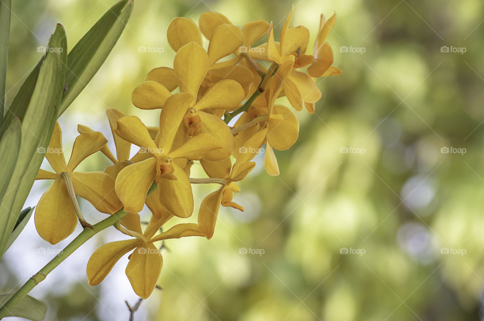 Beautiful yellow Orchid Background blurred leaves in the garden.