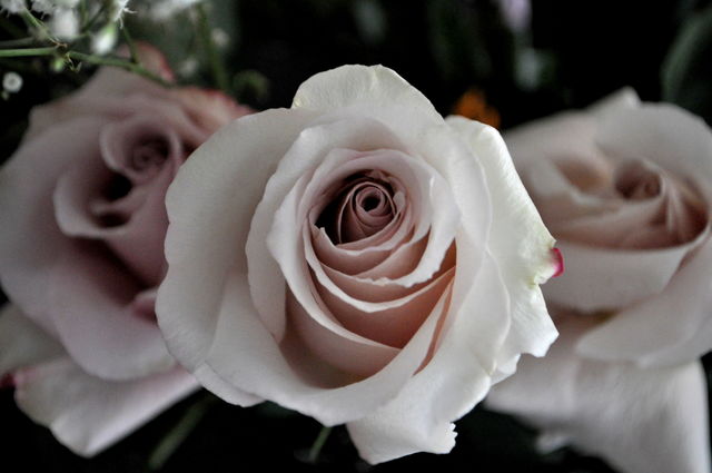 Rose. Flower