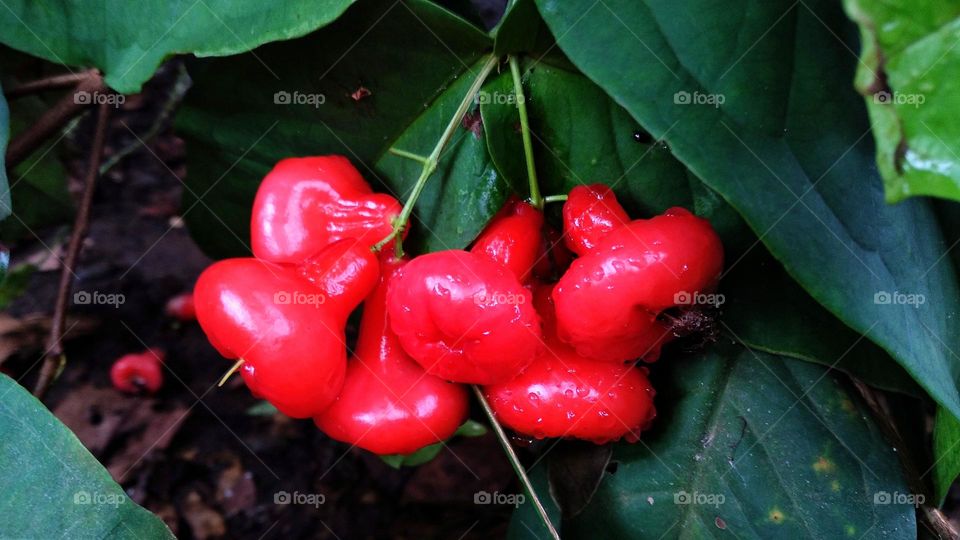 Red guava ready to be harvested