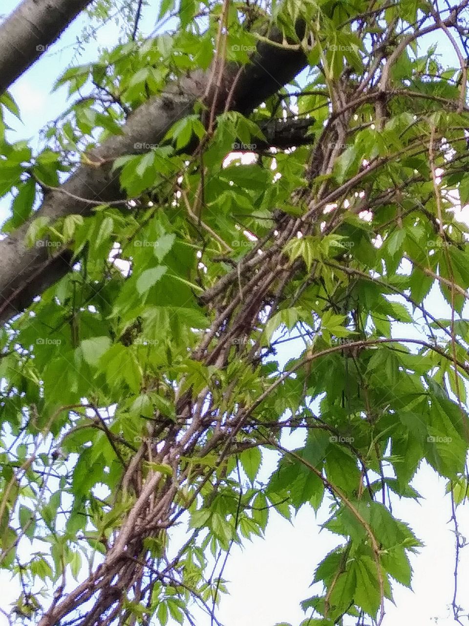 mass of Virginia Creeper