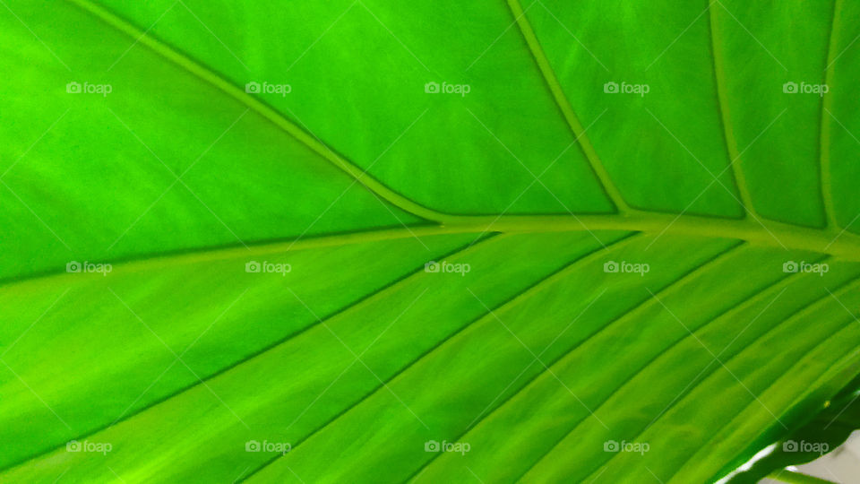 large leaf