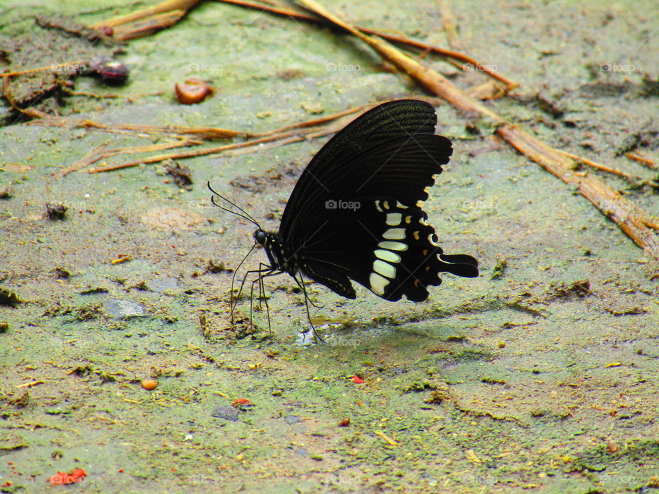 Beautiful butterfly Papilio polytes, the common Mormon, is a common species of swallowtail butterfly widely distributed across Asia.