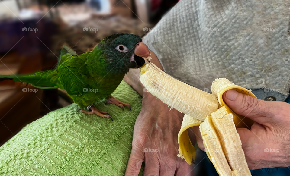 Blue crowned Conure sharing a banana with his human.