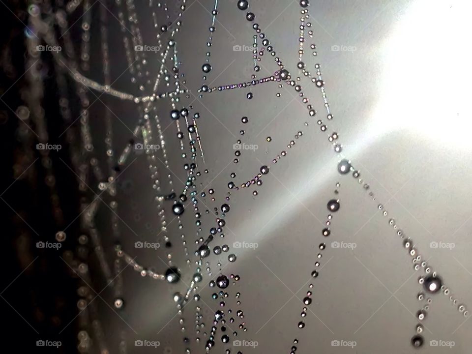 Spider web caught in moonlight