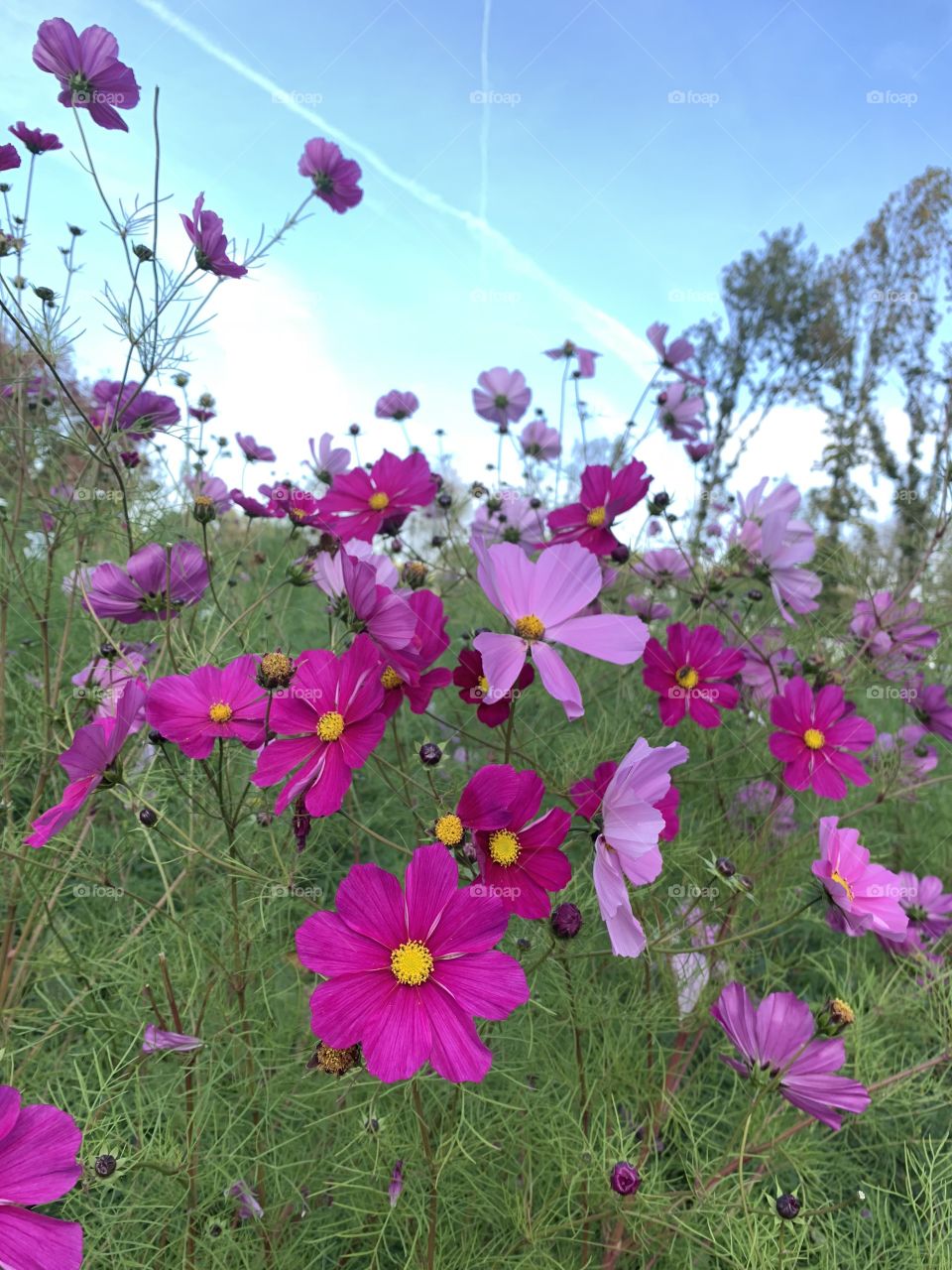 Pink flowers in a field