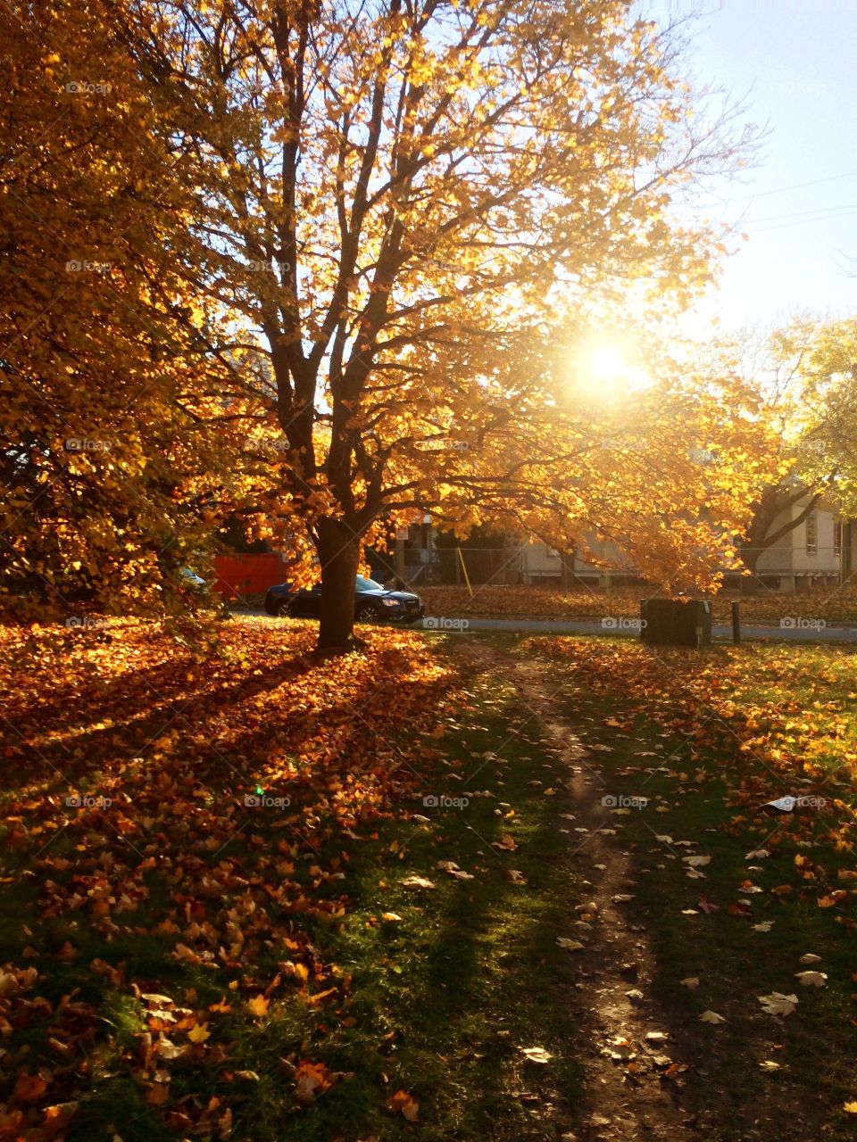 Golden Autumn 