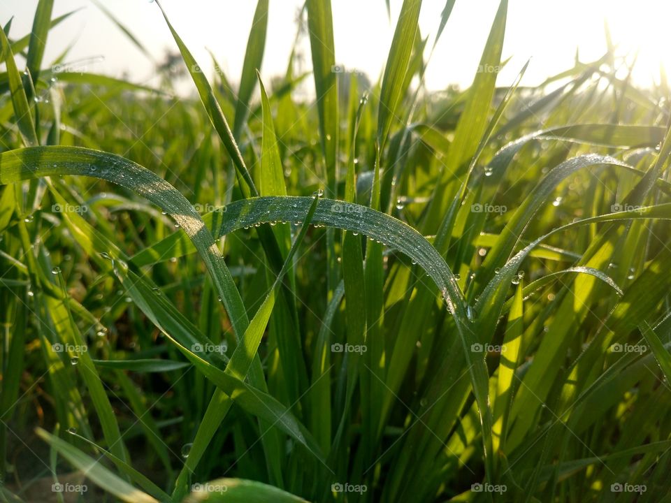 Dew drops,dew points,dew water drops,green grass