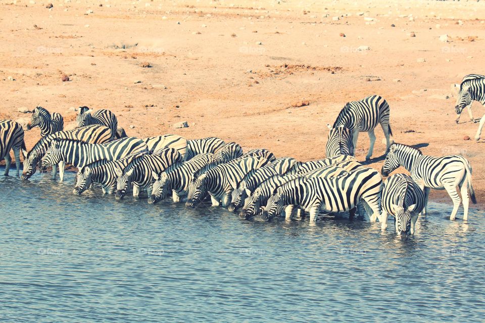zebras at waterhole