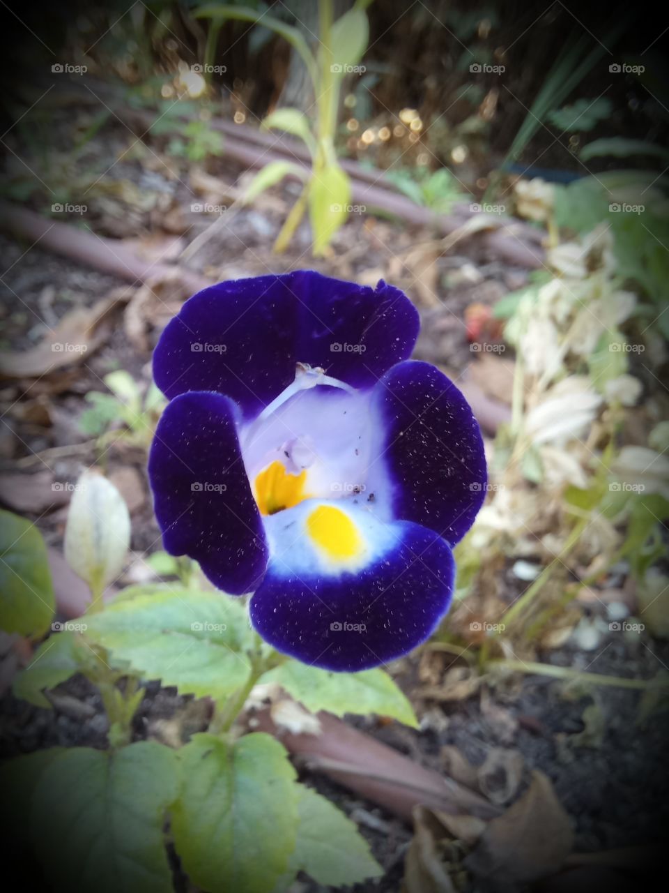 Torenia fournieri Linden