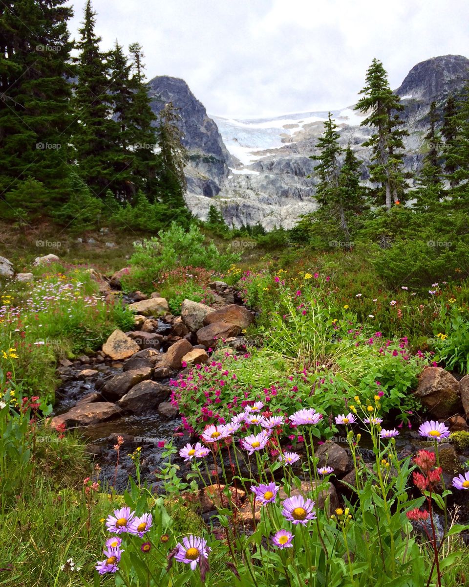 A hike along the Skywalk Trail in Whistler BC,  exposed views of Rainbow Glacier above and a beautiful display of  wild flowers amongst the Alpine Meadows.