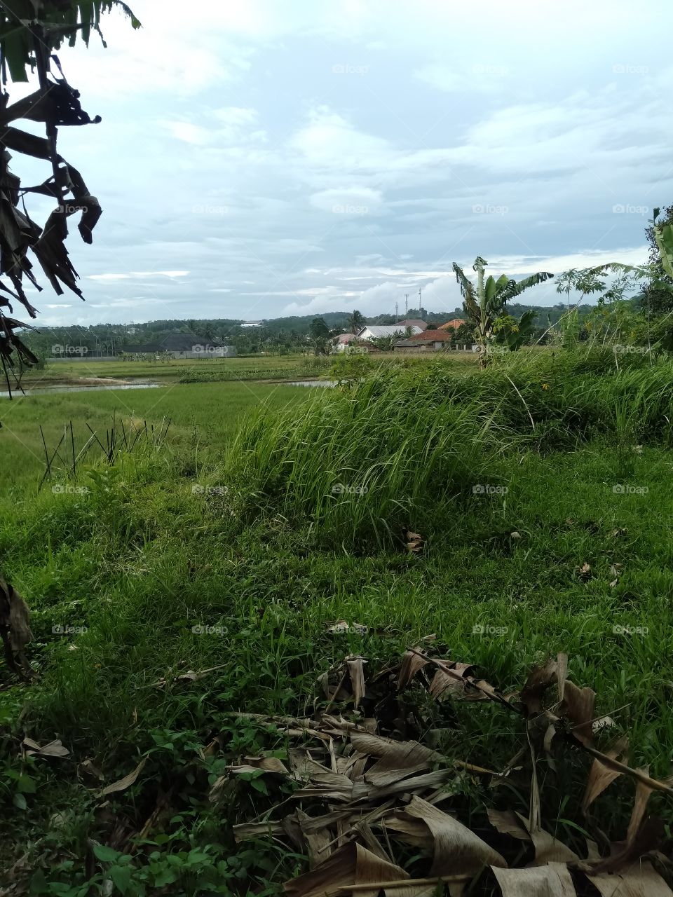 Towards the afternoon at the end of the village of Sipayung, you can see a stretch of rice fields seen from the northeast side