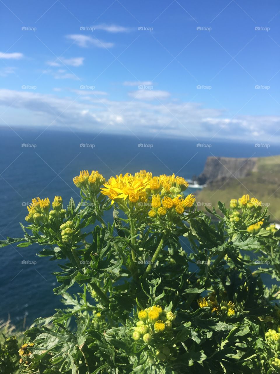 Dandelions on the cliff of moher 