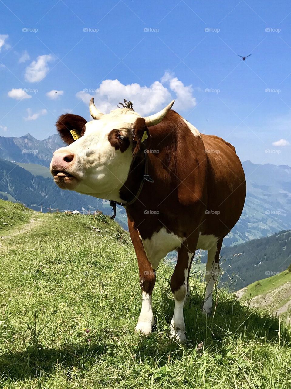 Swiss Cow