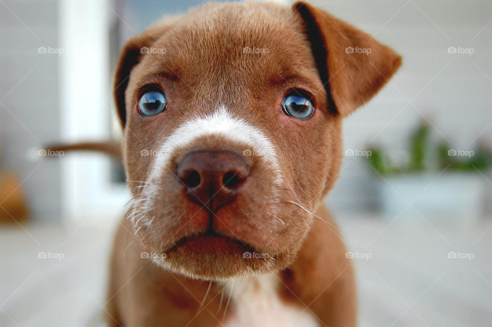 Pit bull puppy