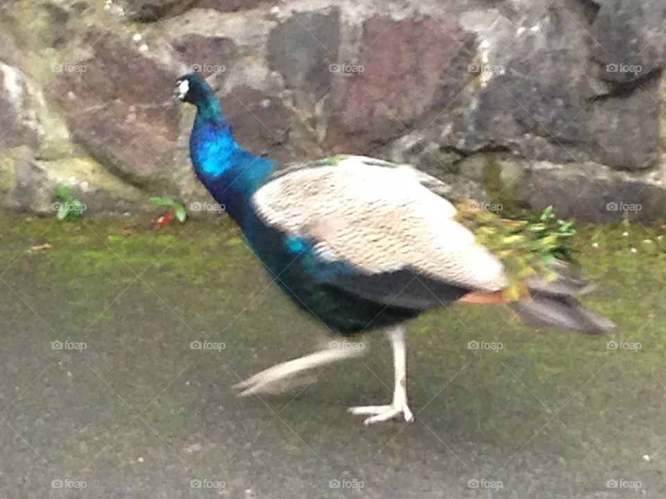 Peacock