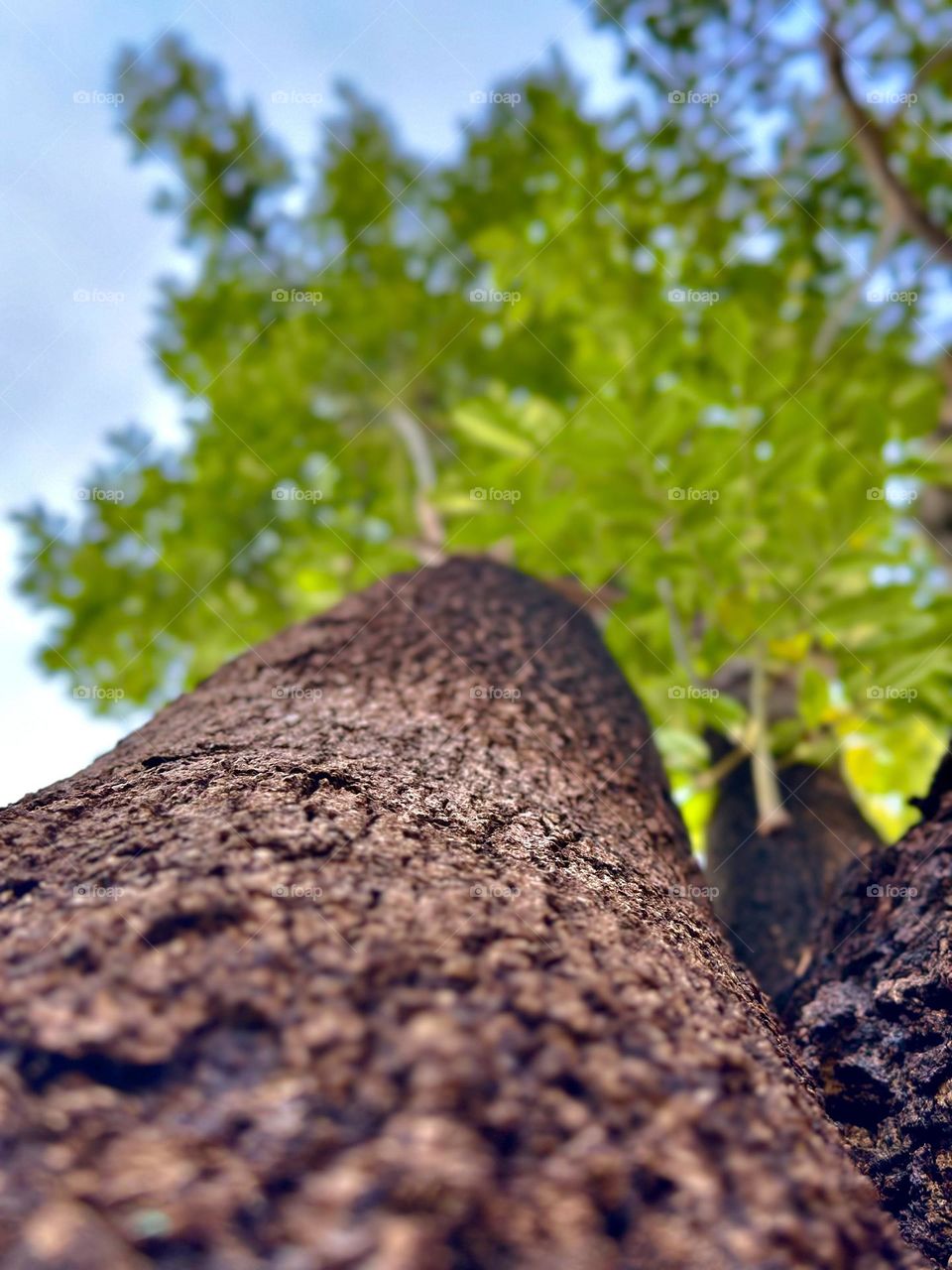 Large and brown tree stem closed-up looking at its  green branches, with the sky as background.