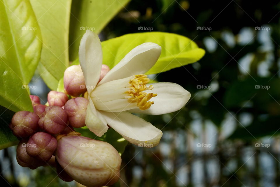 Lemon tree blossom