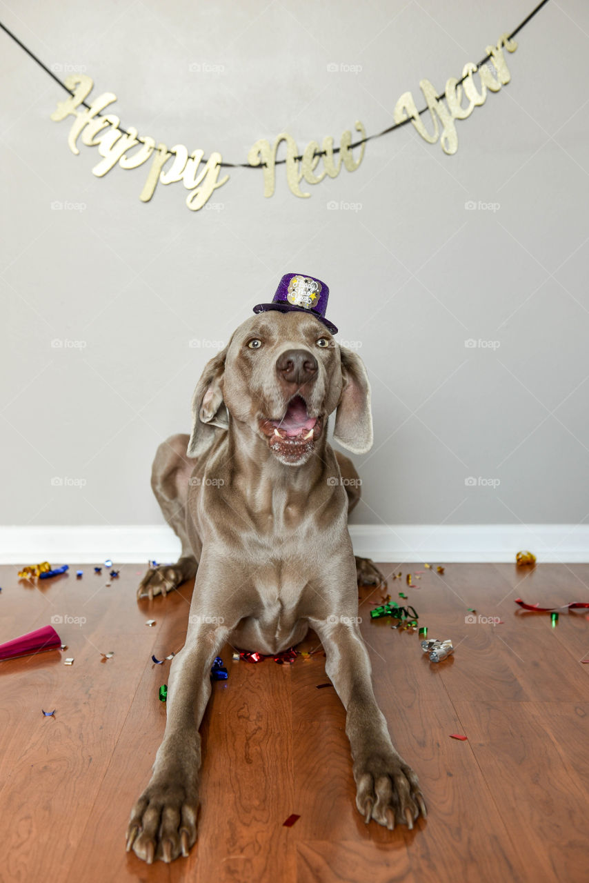 Weimaraner dog celebrating the New Year