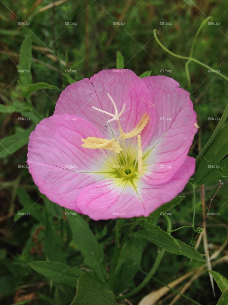 Pucker up buttercup. Pink flower in a field