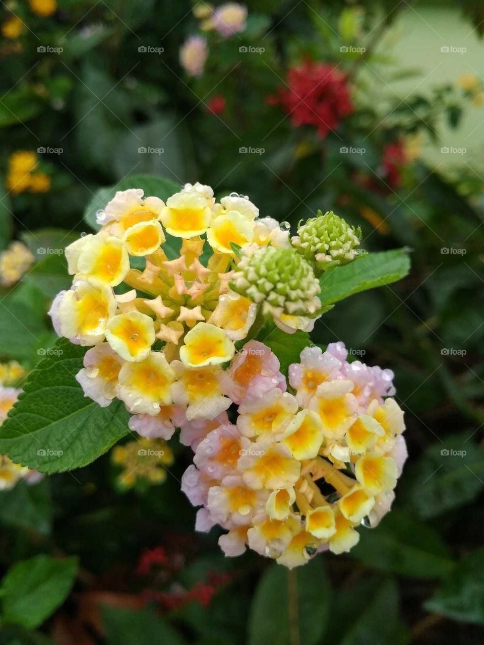 beautiful flower in garden