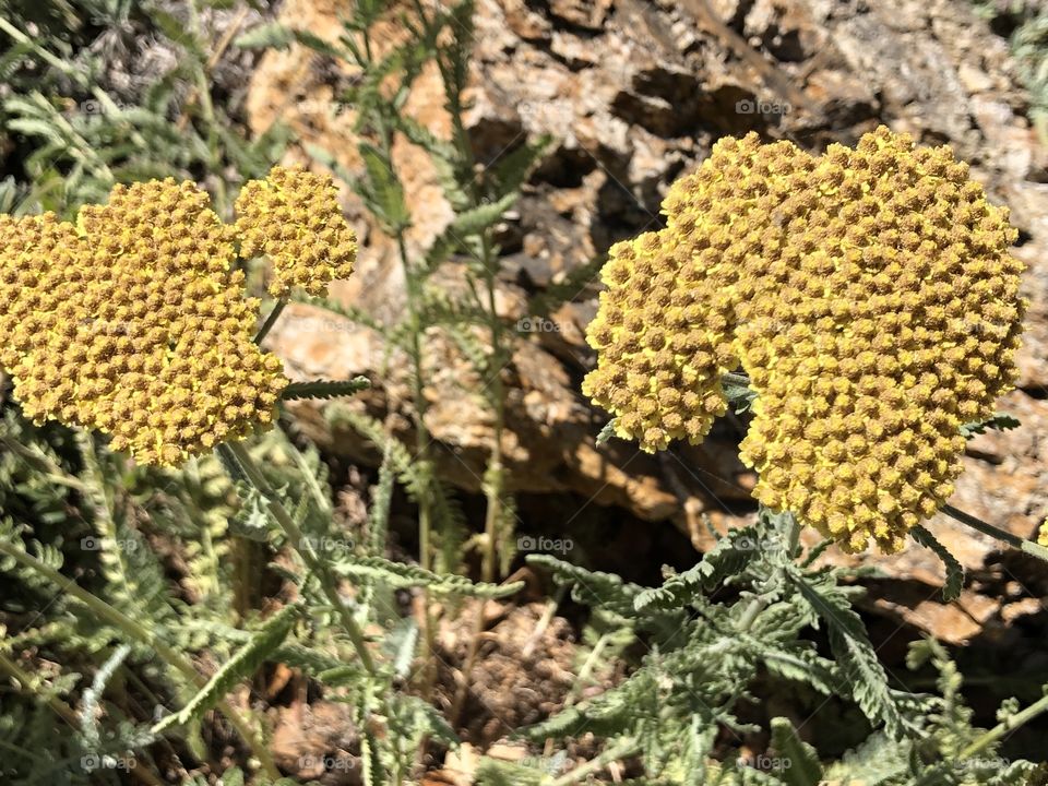 A pair of large yellow flowers made up of lots of tiny flowers pushed together in alameda California 