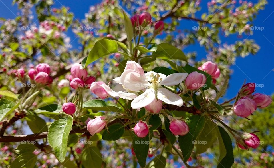 Apple bloom 