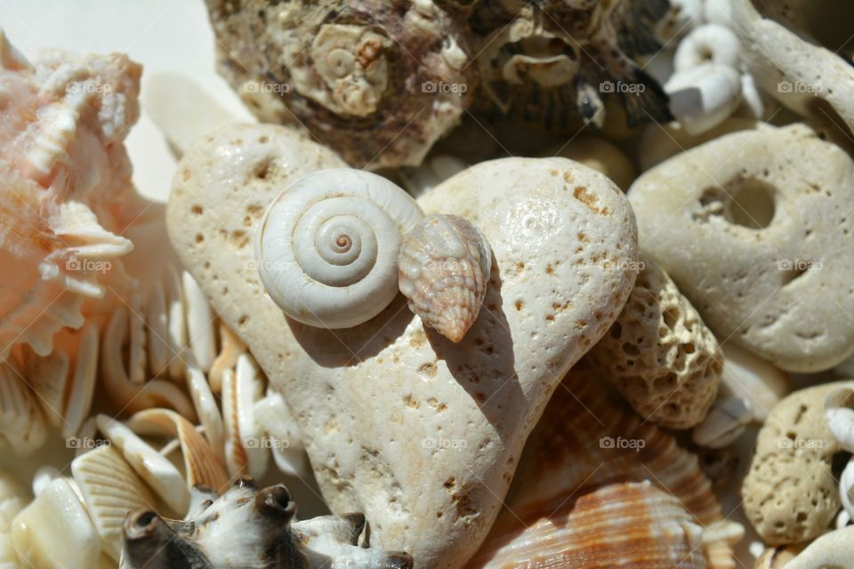 Seashell, Shell, Food, Desktop, Conch