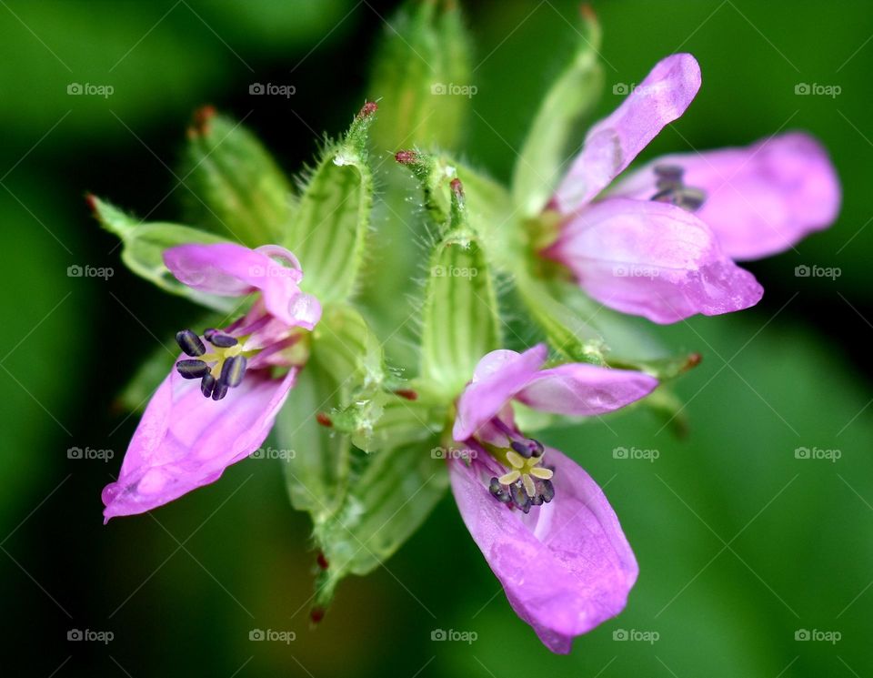 closeup of wild flowers