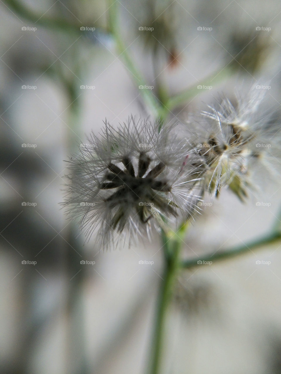 Close-up of dandelion flower