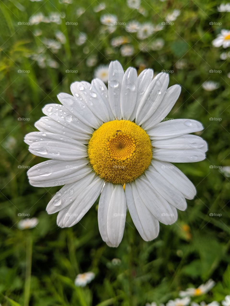Dew drops on a daisy