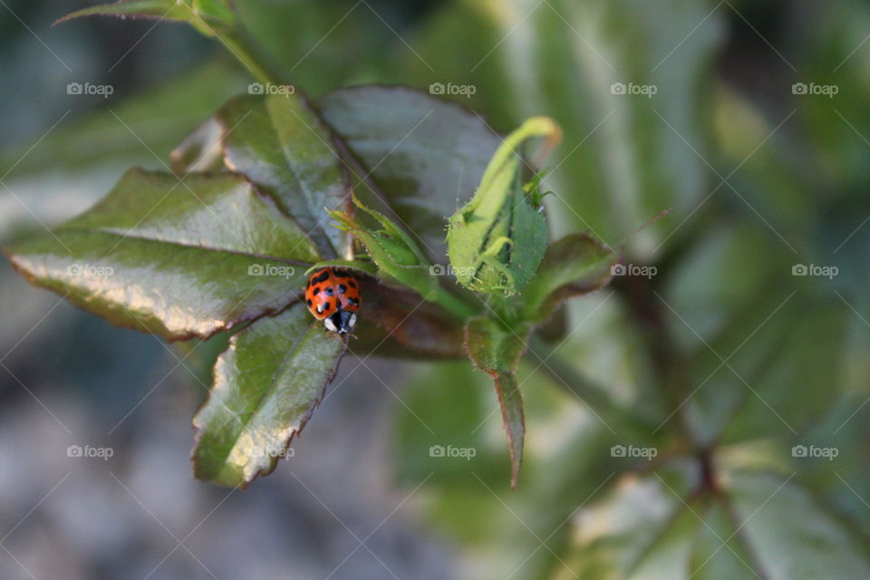 ladybird