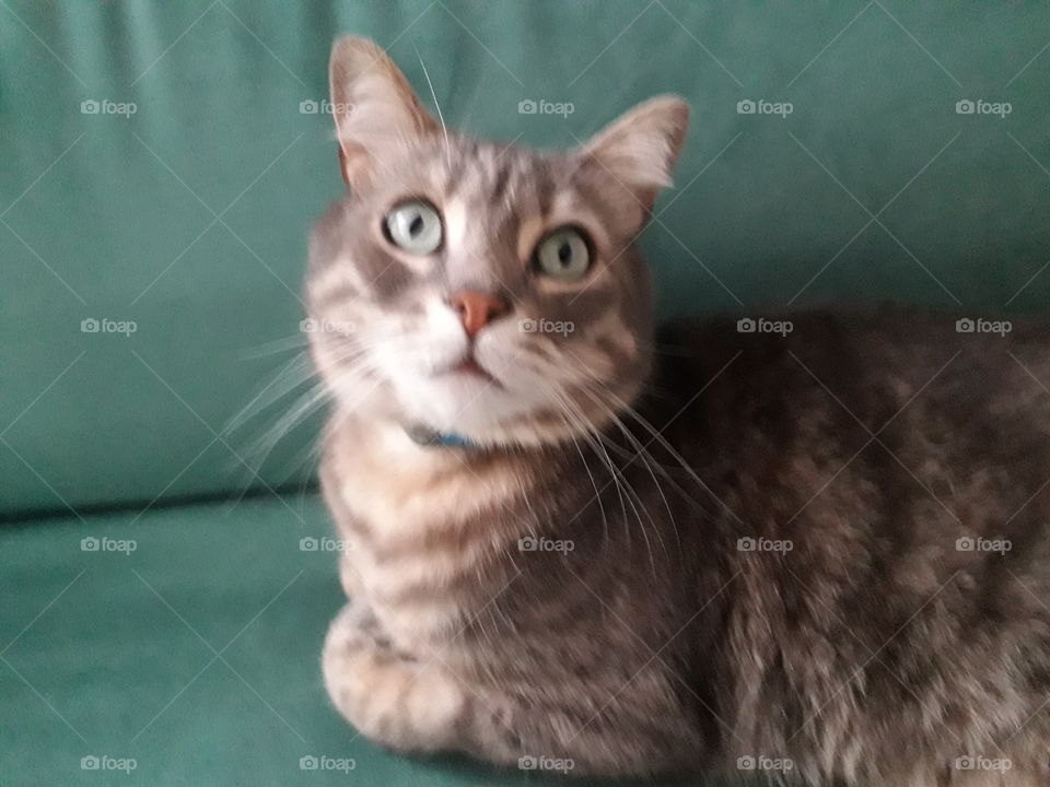 Ring, my friend's cat