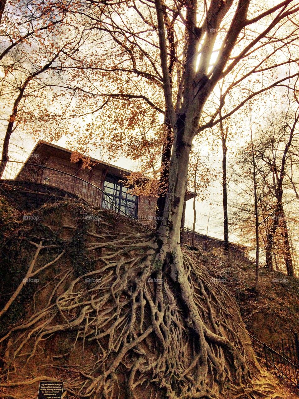 Wicked tree at Falls Park 