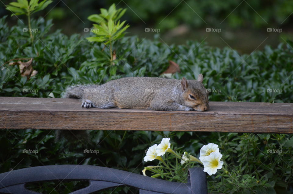 Sprawled Out Sleepy Summertime Squirrel 