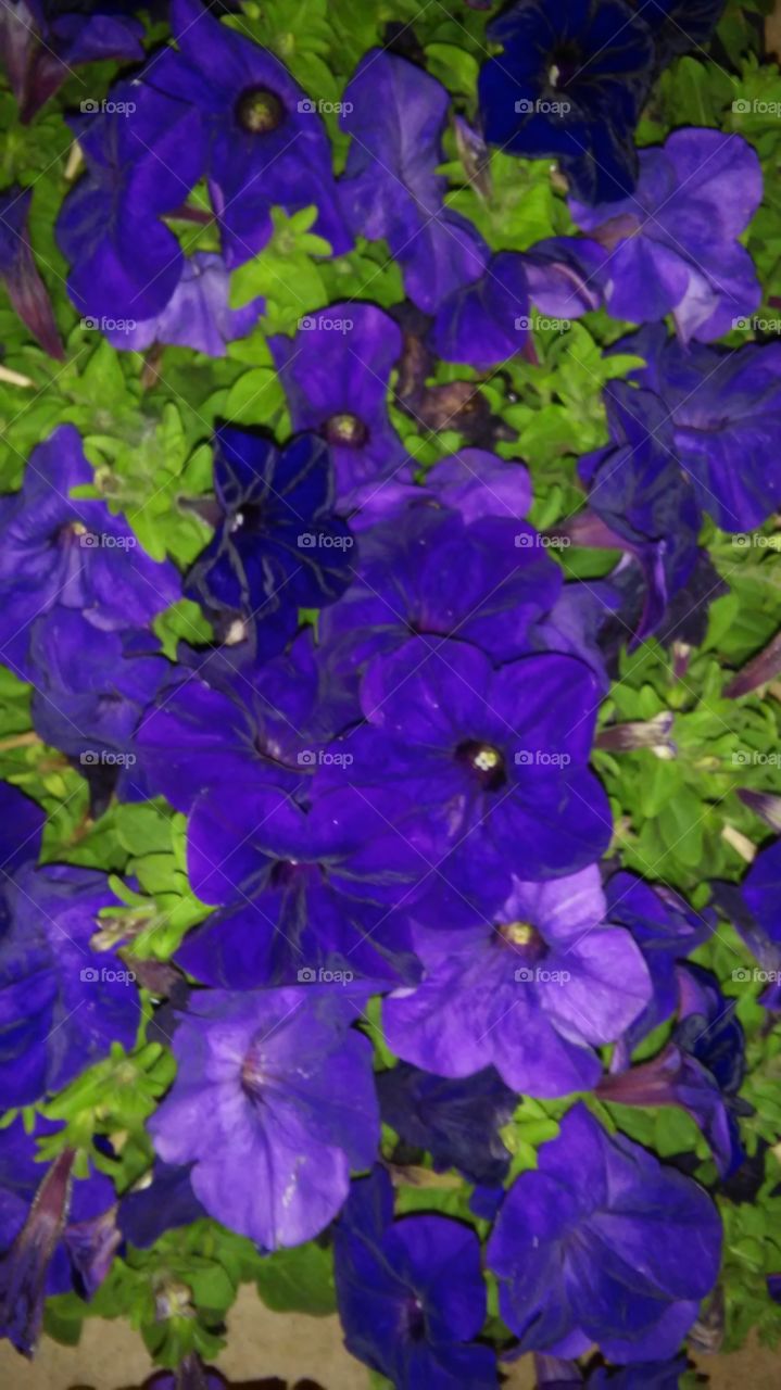 Purple Petunias . Beauty 