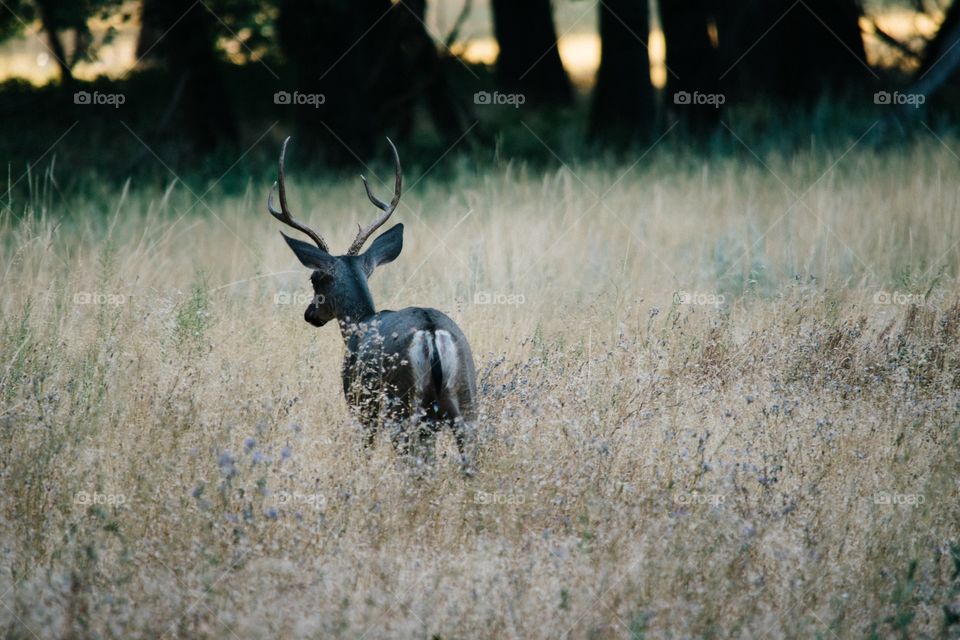 Summer at Yosemite National Park