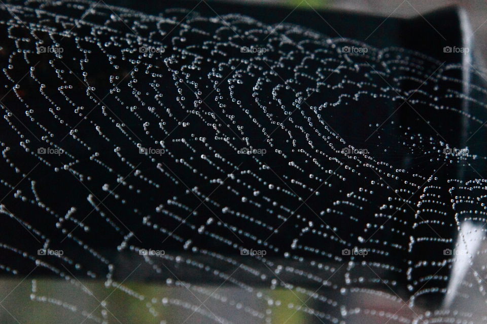 spider web with dew